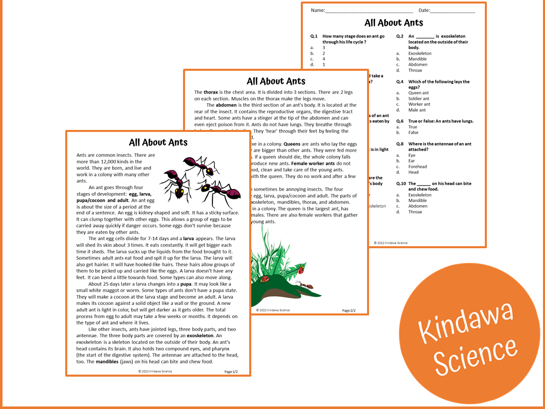 Ants Reading Comprehension Worksheet