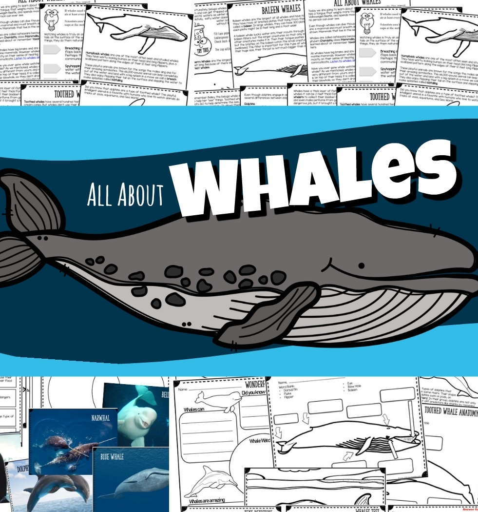 Free Printable Whale Worksheets