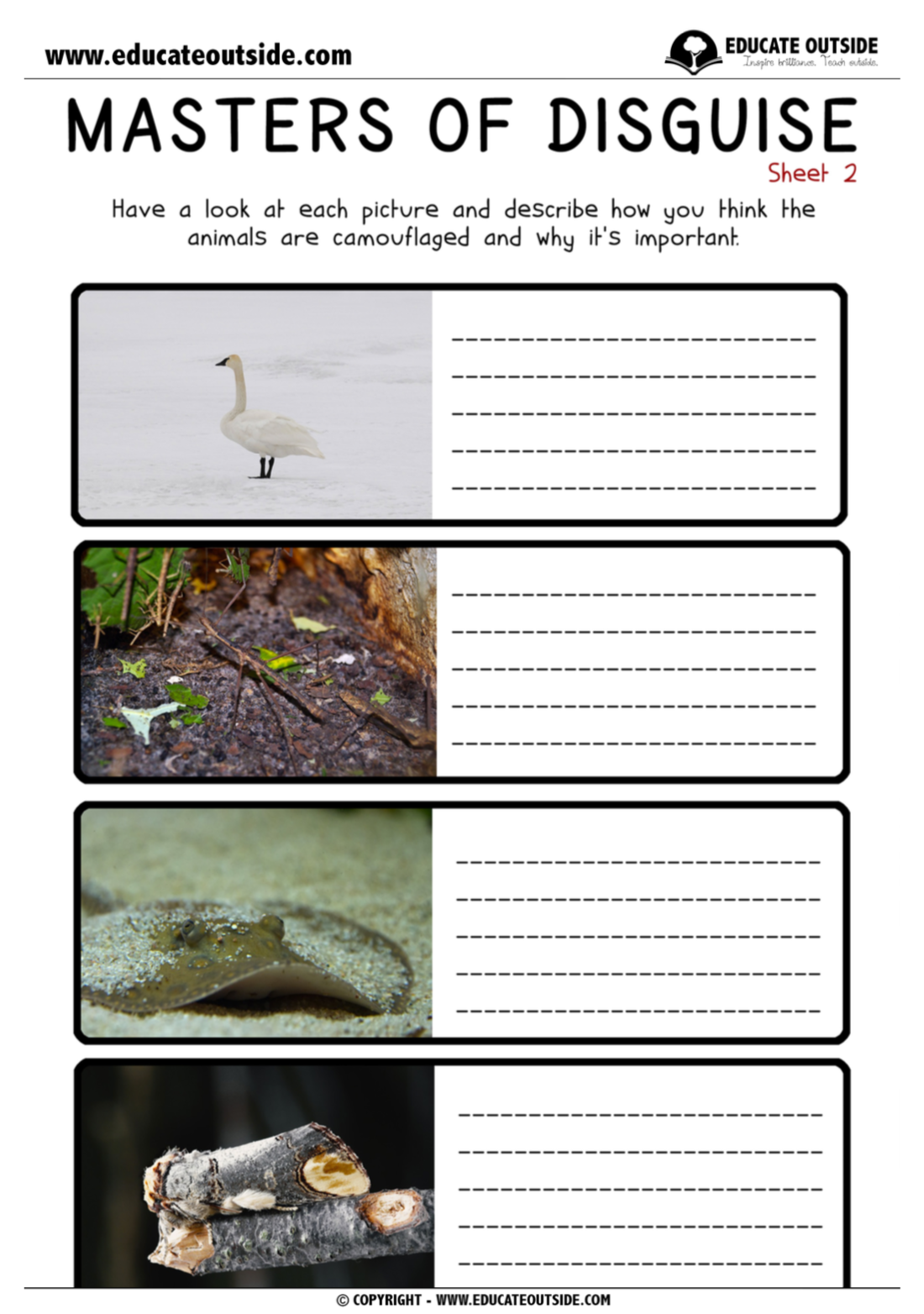 Animal s Camouflage U0026 Adaptations Lesson Educate Outside 