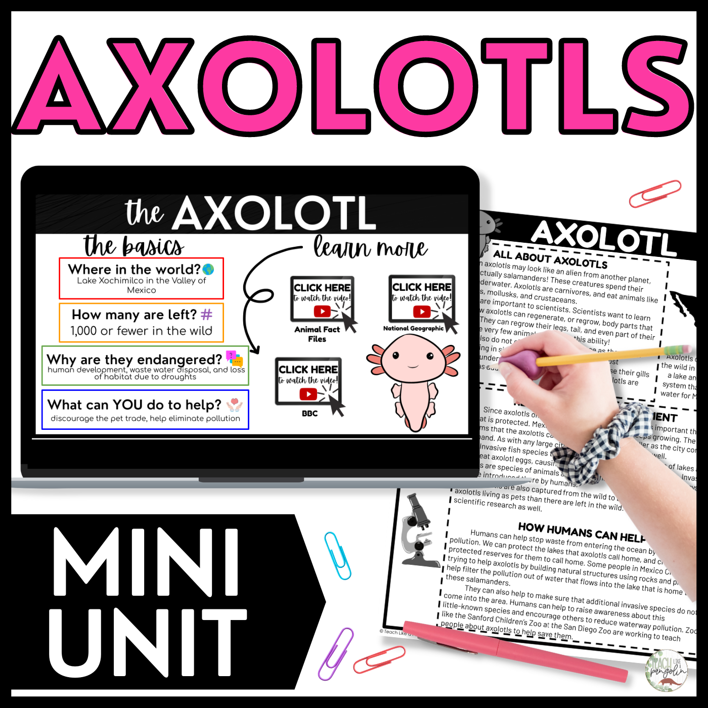 Axolotls Science Reading Comprehension Passage And Questions Made By Teachers