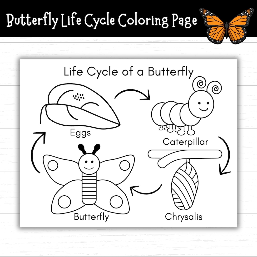 Butterfly Life Cycle Worksheet Free Printable