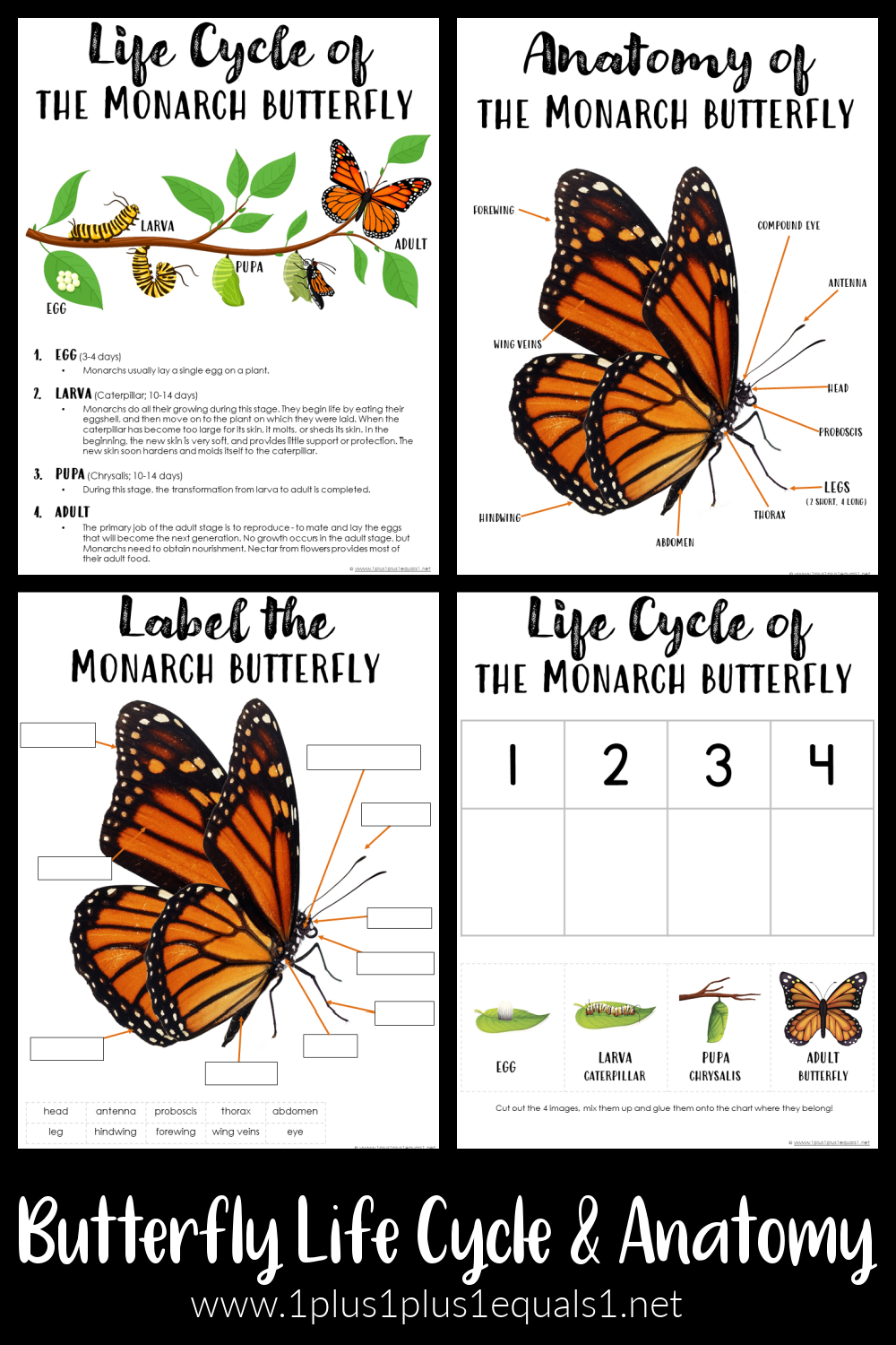 Butterfly Life Cycle U0026 Anatomy Printables 1 1 1u003d1 Butterfly Life Cycle U0026 Anatomy Printables 1 1 1u003d1