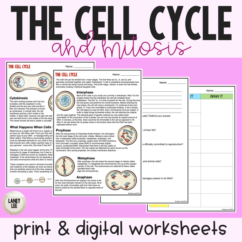 Cell Cycle U0026 Mitosis Reading Comprehension Worksheets Cell Cycle U0026 Mitosis Reading Comprehension Worksheets