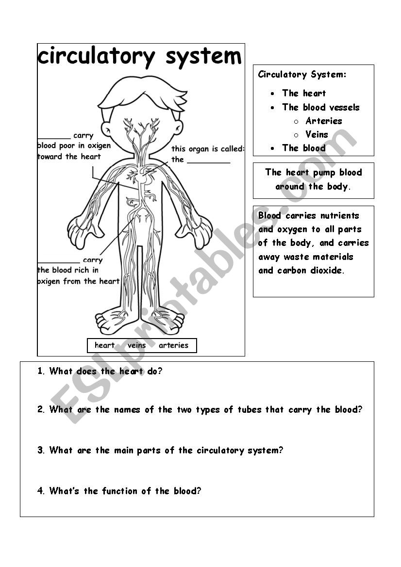 Circulatory System ESL Worksheet By Teacher Claudia M Circulatory System ESL Worksheet By Teacher Claudia M