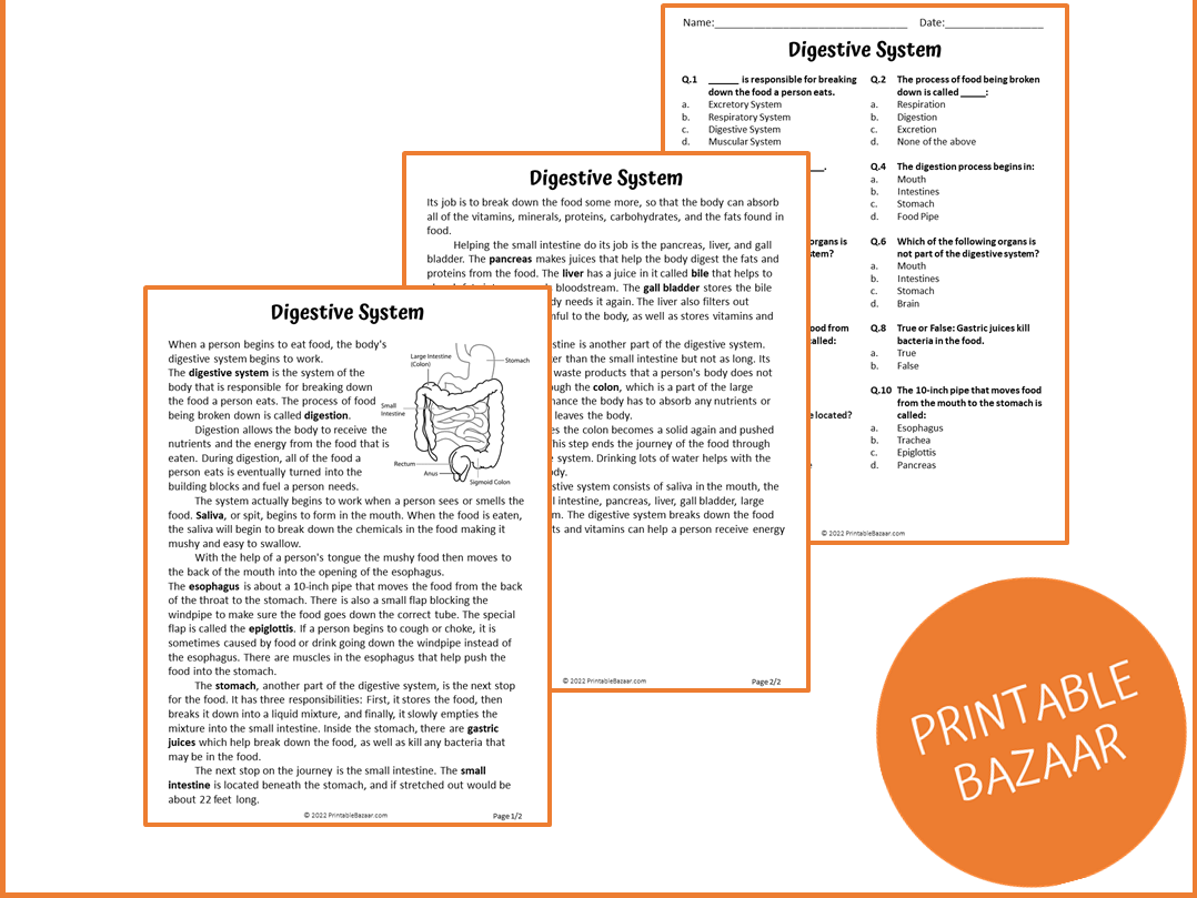 Digestive System Reading Comprehension Passage And Questions PDF Teaching Resources Digestive System Reading Comprehension Passage And Questions PDF Teaching Resources