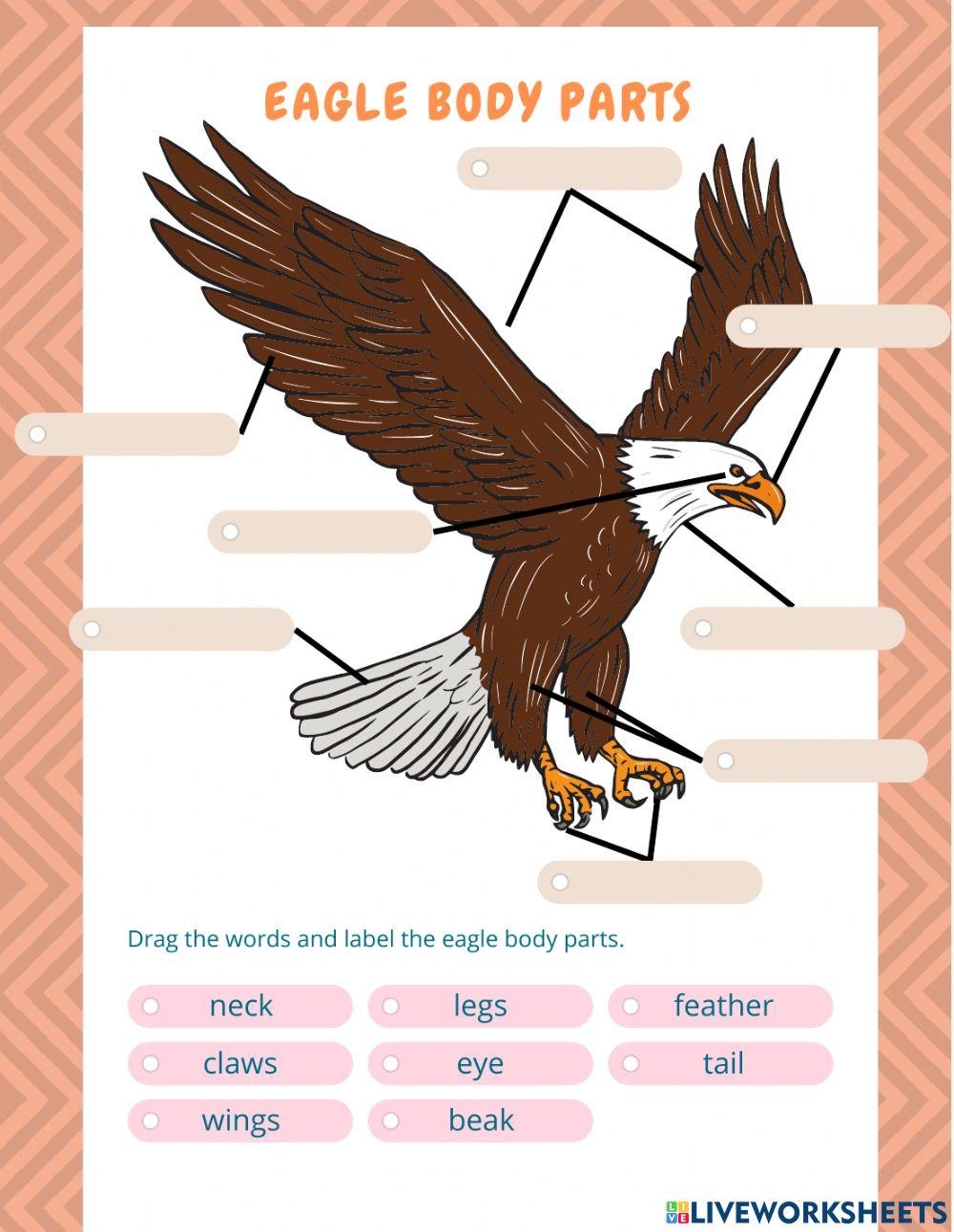 Eagle Body Parts Worksheet Live Worksheets Worksheets Library