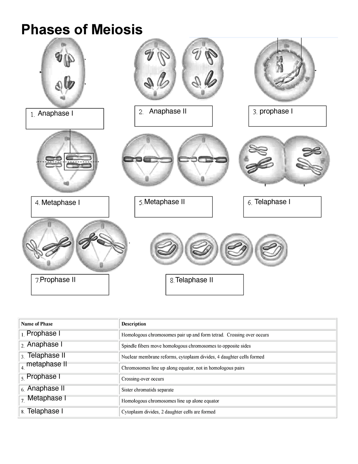 Exploring Meiosis A Comprehensive Worksheet On Stages And Processes Exploring Meiosis A Comprehensive Worksheet On Stages And Processes