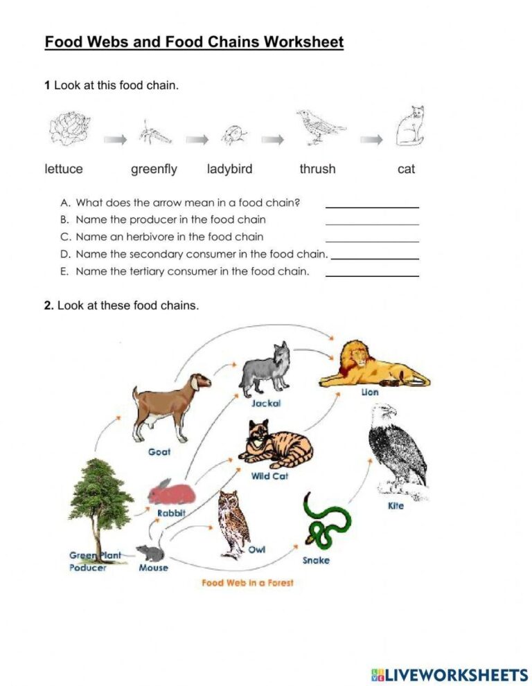 Food Web And Food Chain Worksheet Live Worksheets Worksheets