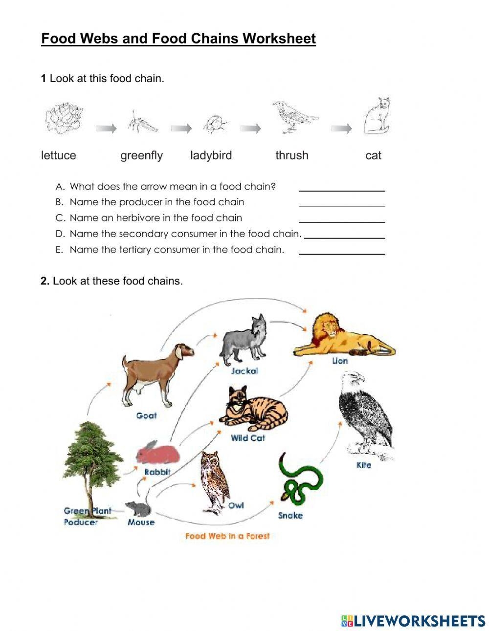 Food Web And Food Chain Worksheet Live Worksheets Worksheets Library Food Web And Food Chain Worksheet Live Worksheets Worksheets Library