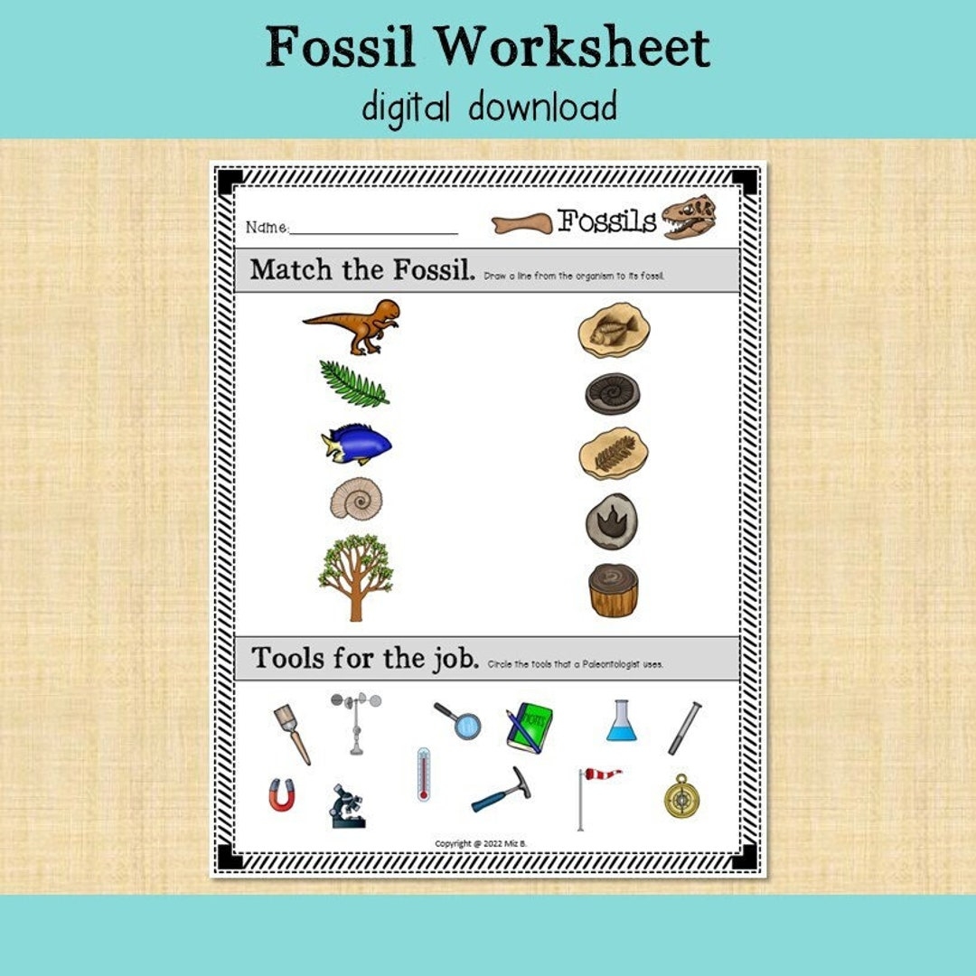 Fossils Worksheet Etsy