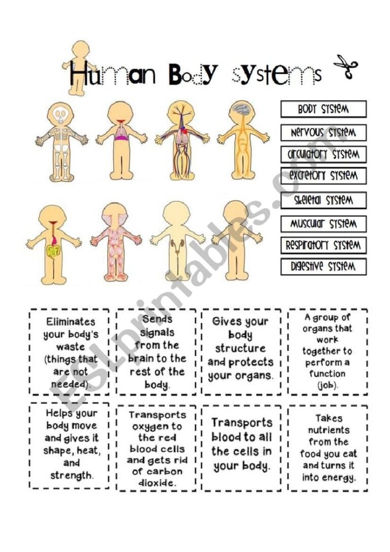 Free Body Systems Printables Download Free Body Systems Printables Png Images Free Worksheets On Clipart Library