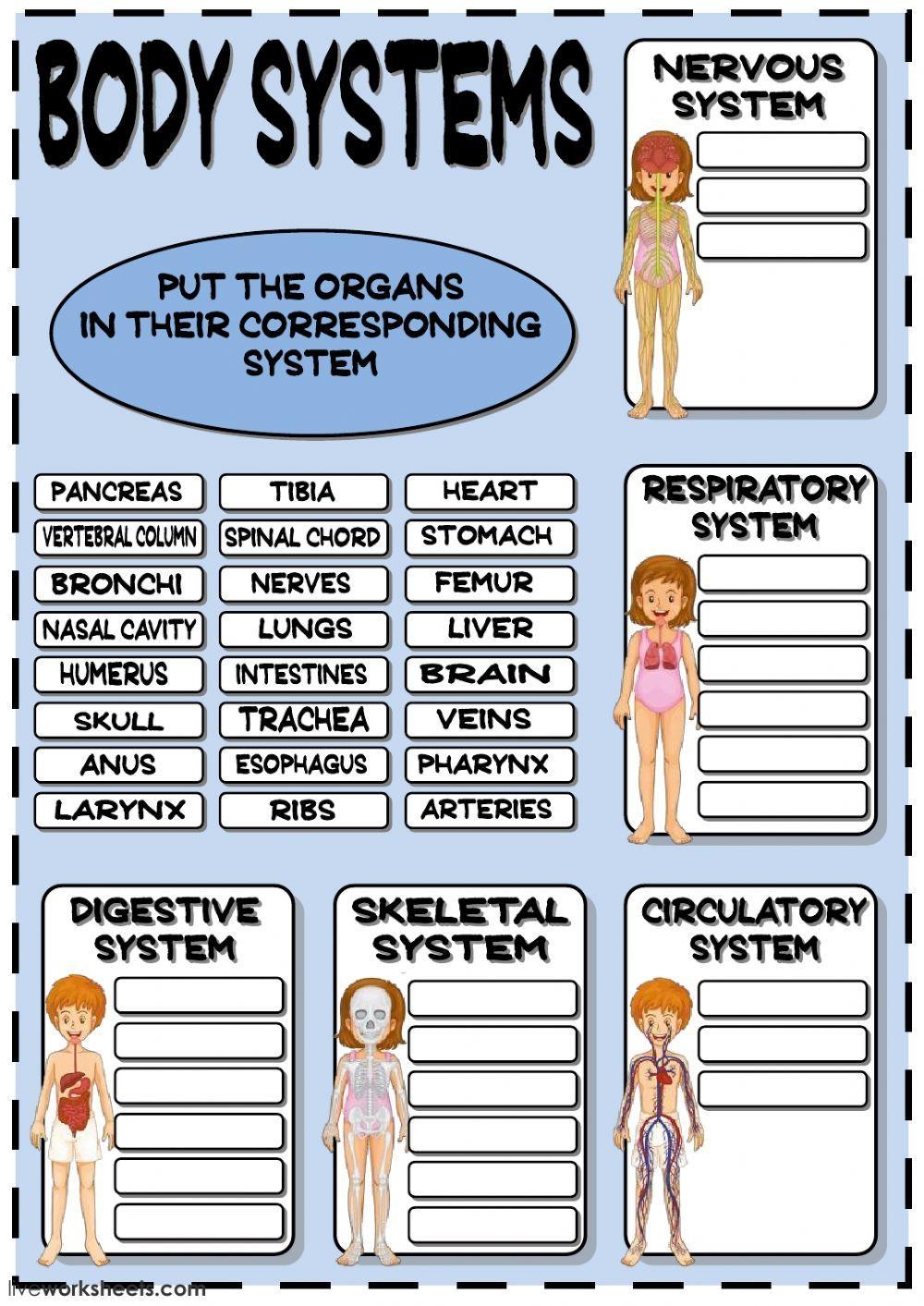 Free Body Systems Worksheet Download Free Body Systems Worksheet Png Images Free Worksheets On Clipart Library