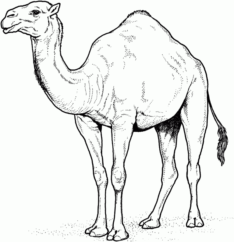 Free Camel Coloring Pages