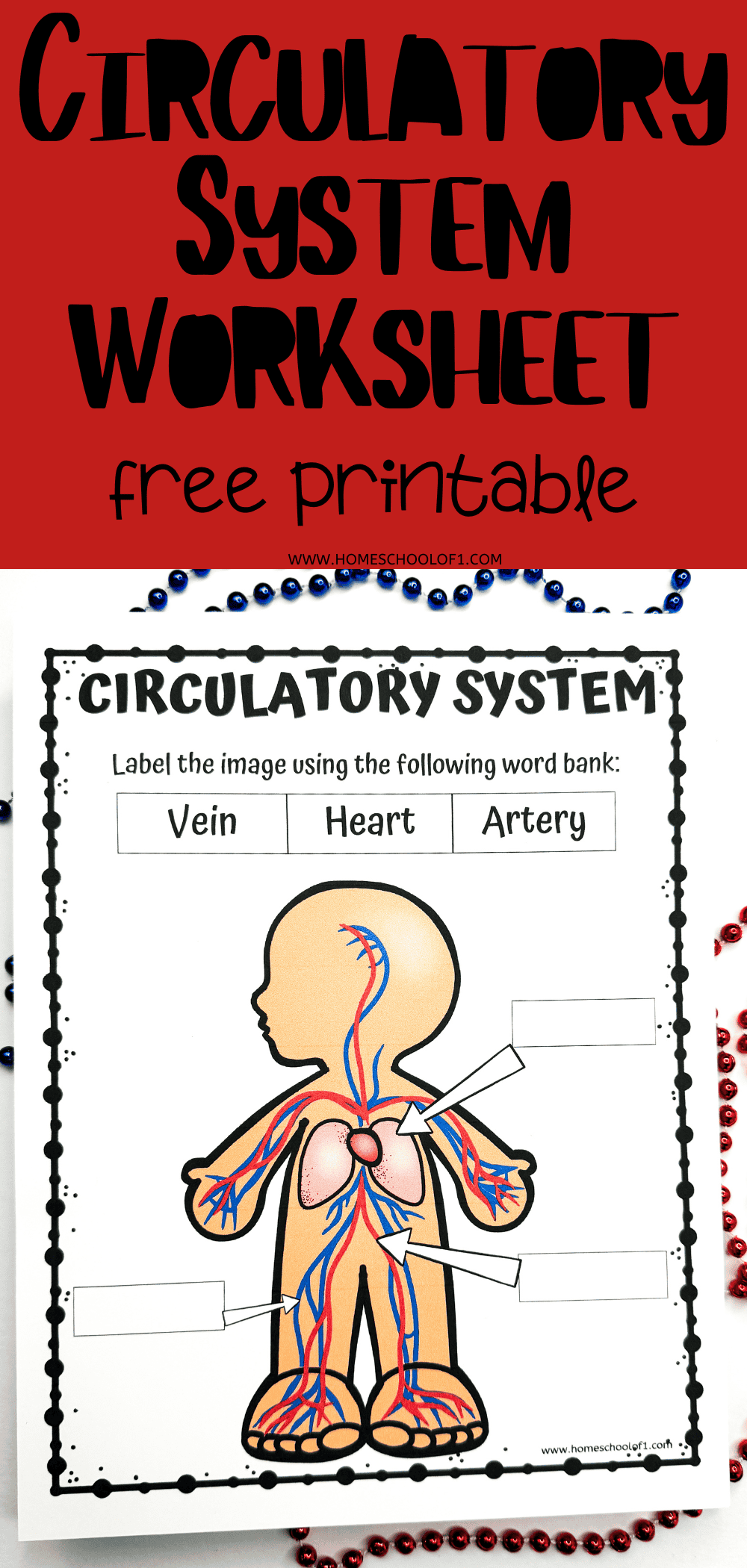 Free Circulatory System Labeling Worksheet Free Circulatory System Labeling Worksheet