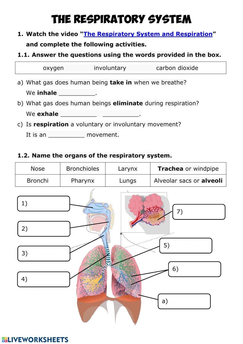 Free Printable Lung Worksheet