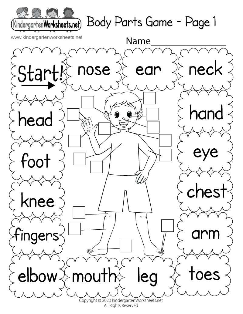 Free Printable Body Systems Worksheets