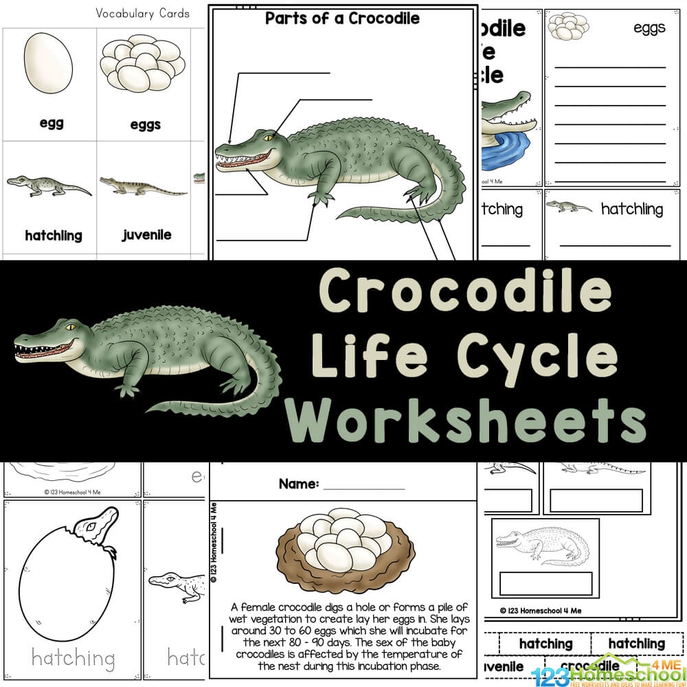 Free Printable Reptile Worksheets Free Printable Reptile Worksheets