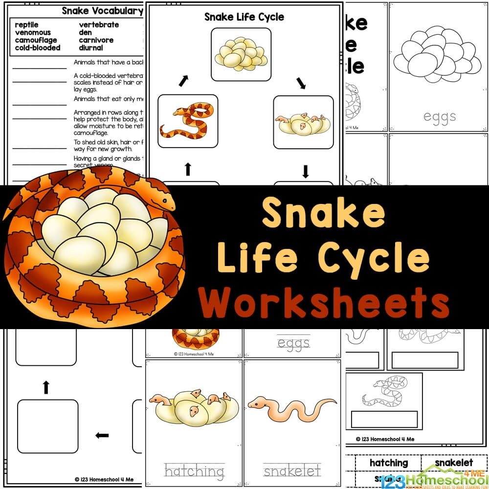 FREE Printable Snake Life Cycle Worksheets For Elementary Students FREE Printable Snake Life Cycle Worksheets For Elementary Students