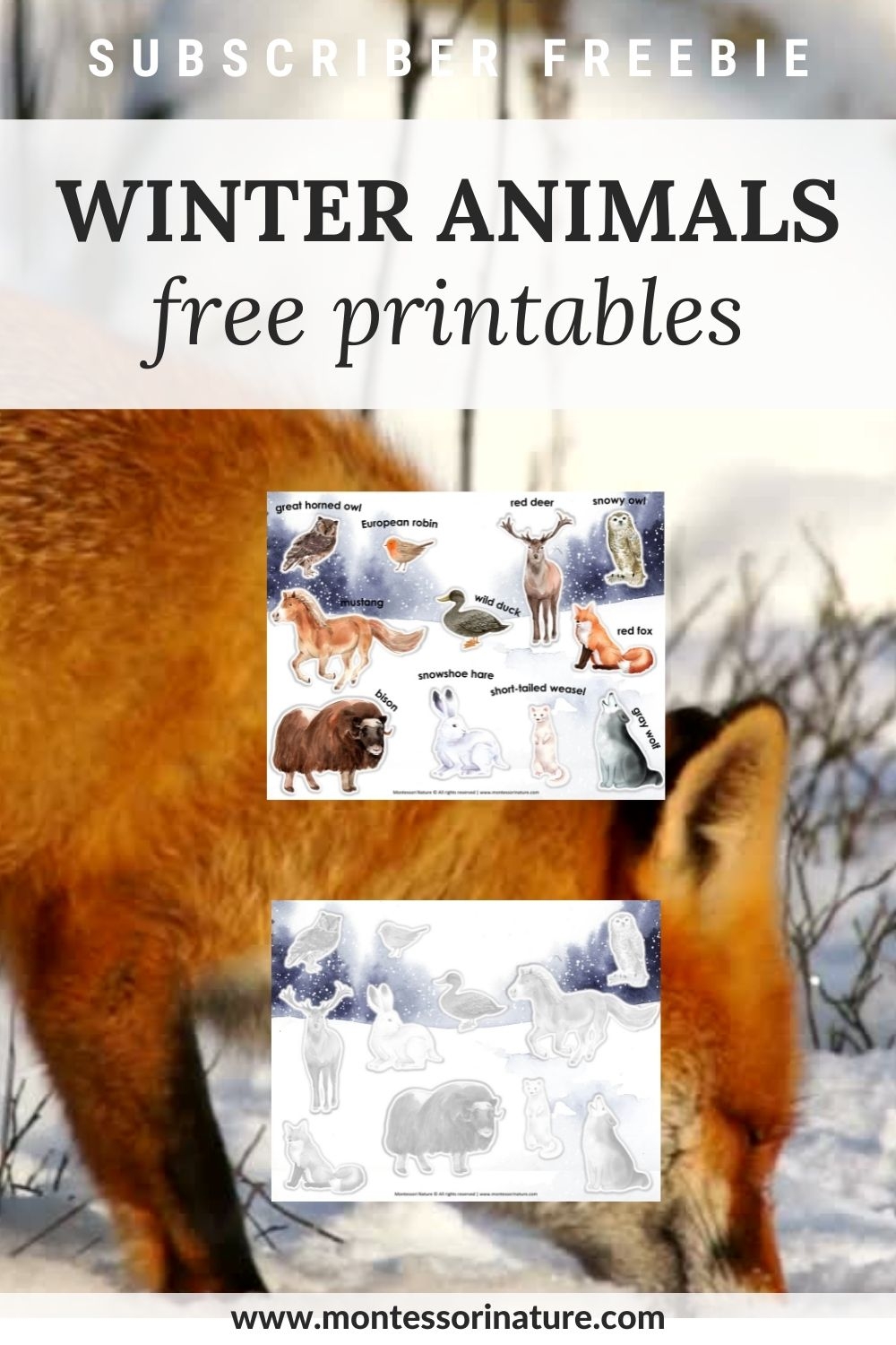 Free Printable Winter Animals Montessori Nature