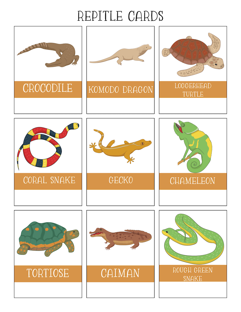 Free Reptiles Worksheets Kids Love With Printables Free Reptiles Worksheets Kids Love With Printables