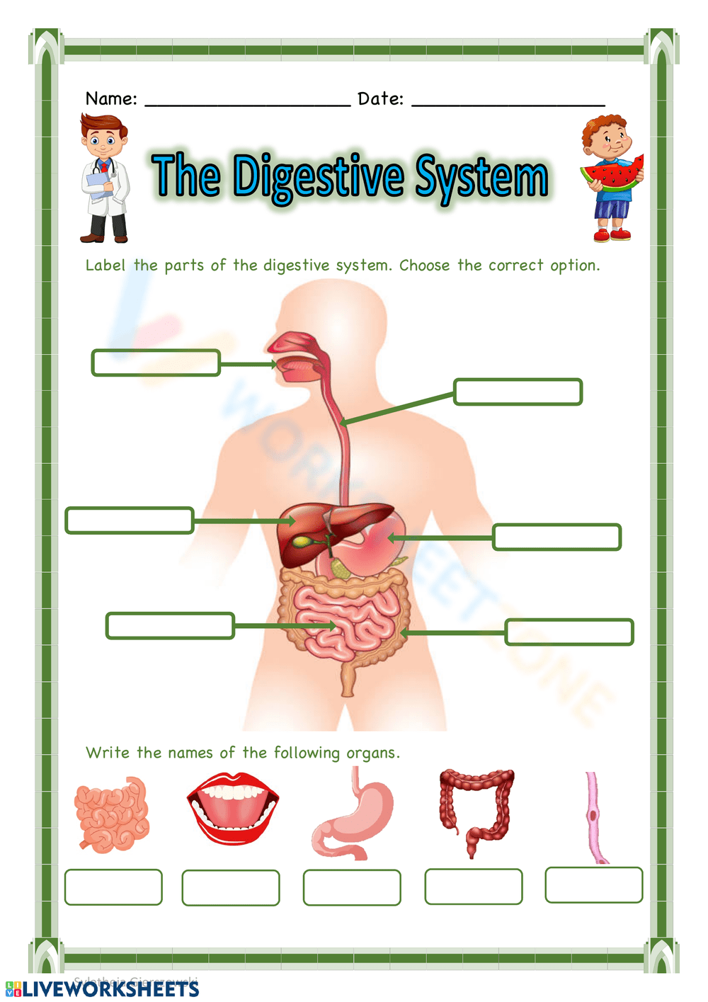Grade 8 Digestive System Worksheets 2025 Grade 8 Digestive System Worksheets 2025