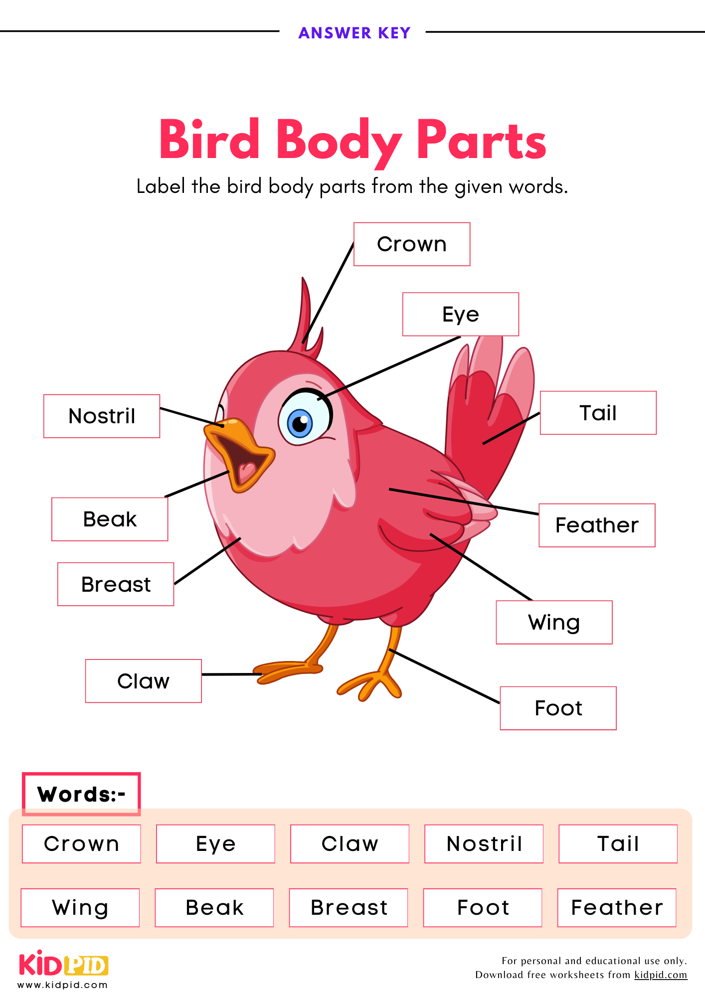Label Bird Body Parts Worksheet Kidpid Label Bird Body Parts Worksheet Kidpid