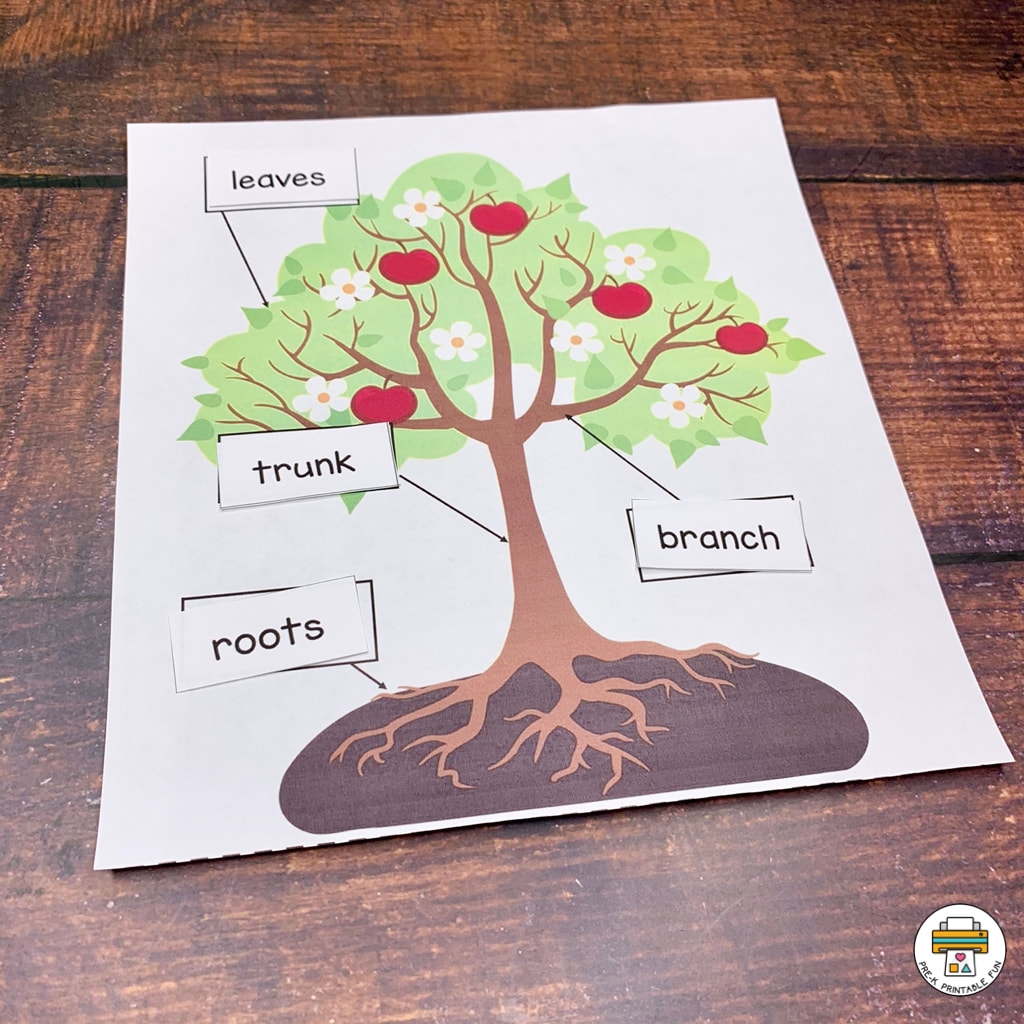 Leaves U0026 Trees Activity Pack Pre K Printable Fun