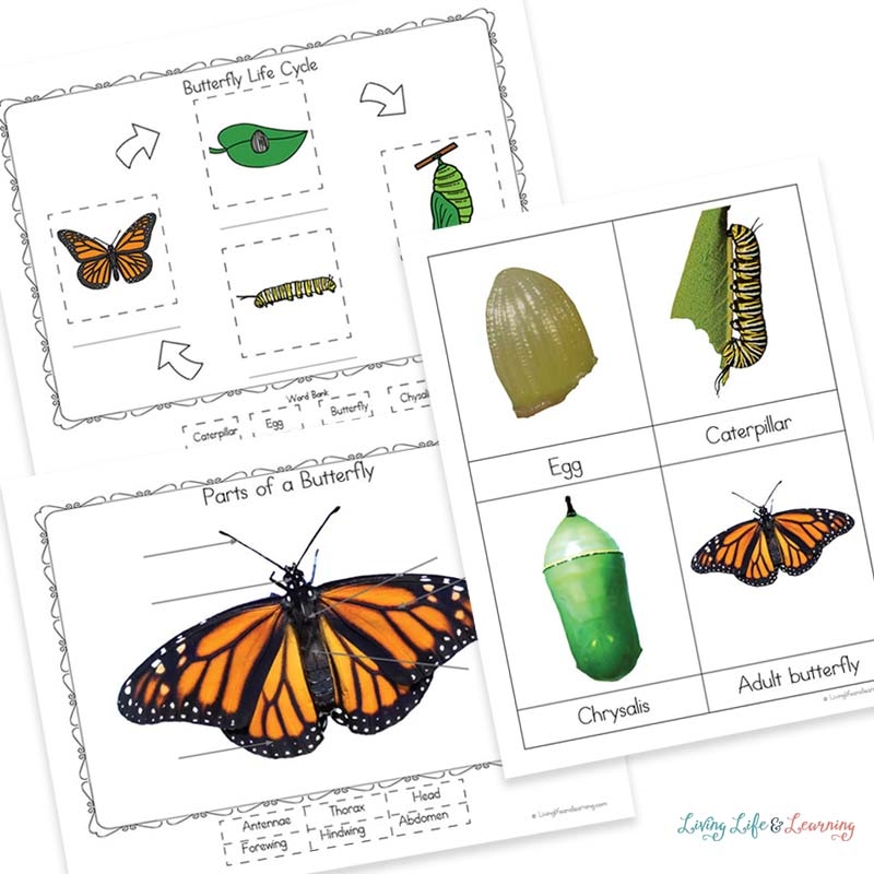 Life Cycle Of A Butterfly Activities For Kids Fun And Educational Life Cycle Of A Butterfly Activities For Kids Fun And Educational