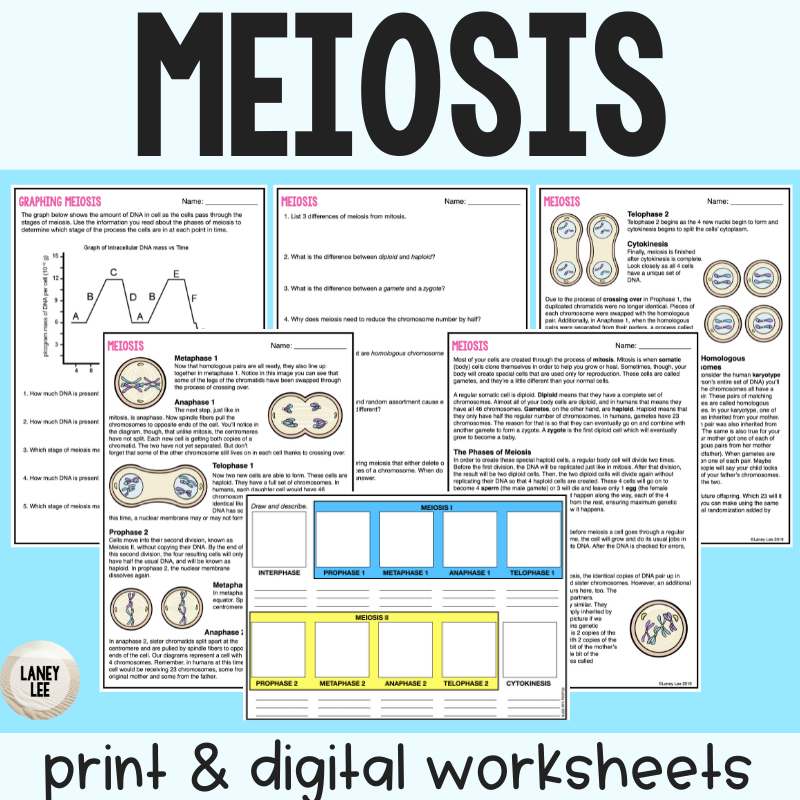 Free Printable Meiosis Worksheets Free Printable Meiosis Worksheets