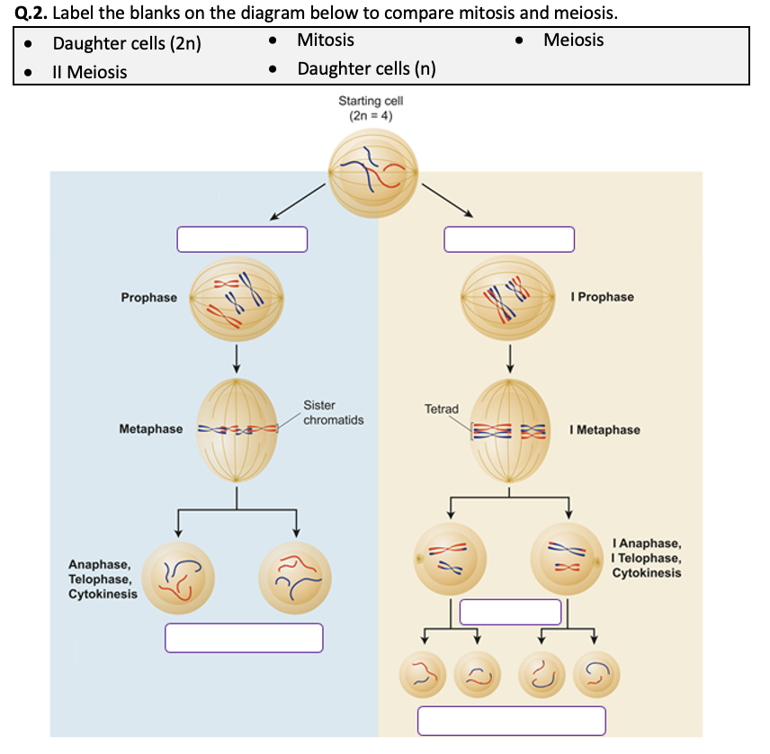 Mitosis And Meiosis Worksheet Printable And Distance Learning Teaching Resources Mitosis And Meiosis Worksheet Printable And Distance Learning Teaching Resources