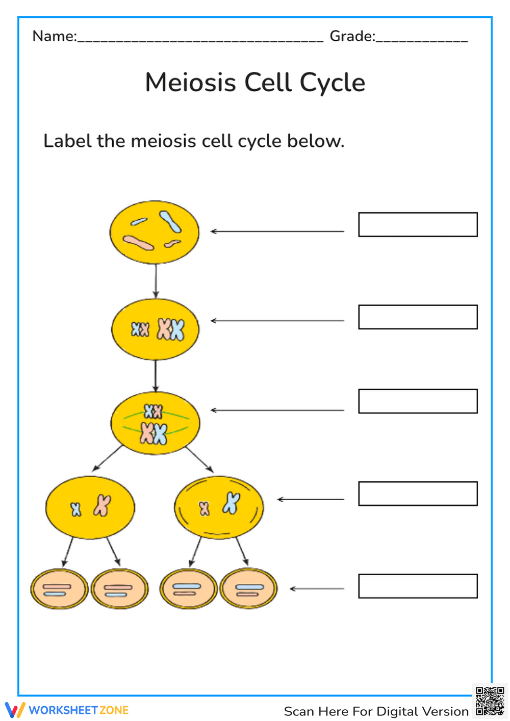 Mitosis Verses Meiosis Worksheets 2025 Mitosis Verses Meiosis Worksheets 2025