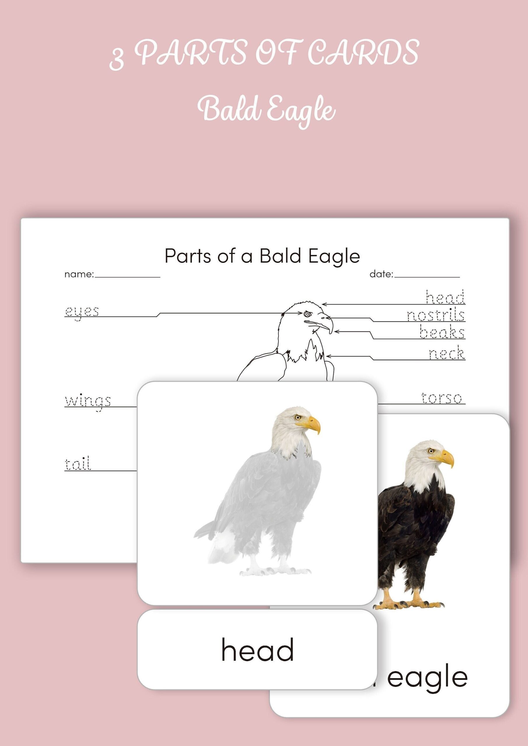 Montessori 3 Part Cards Parts Of A Bald Eagle