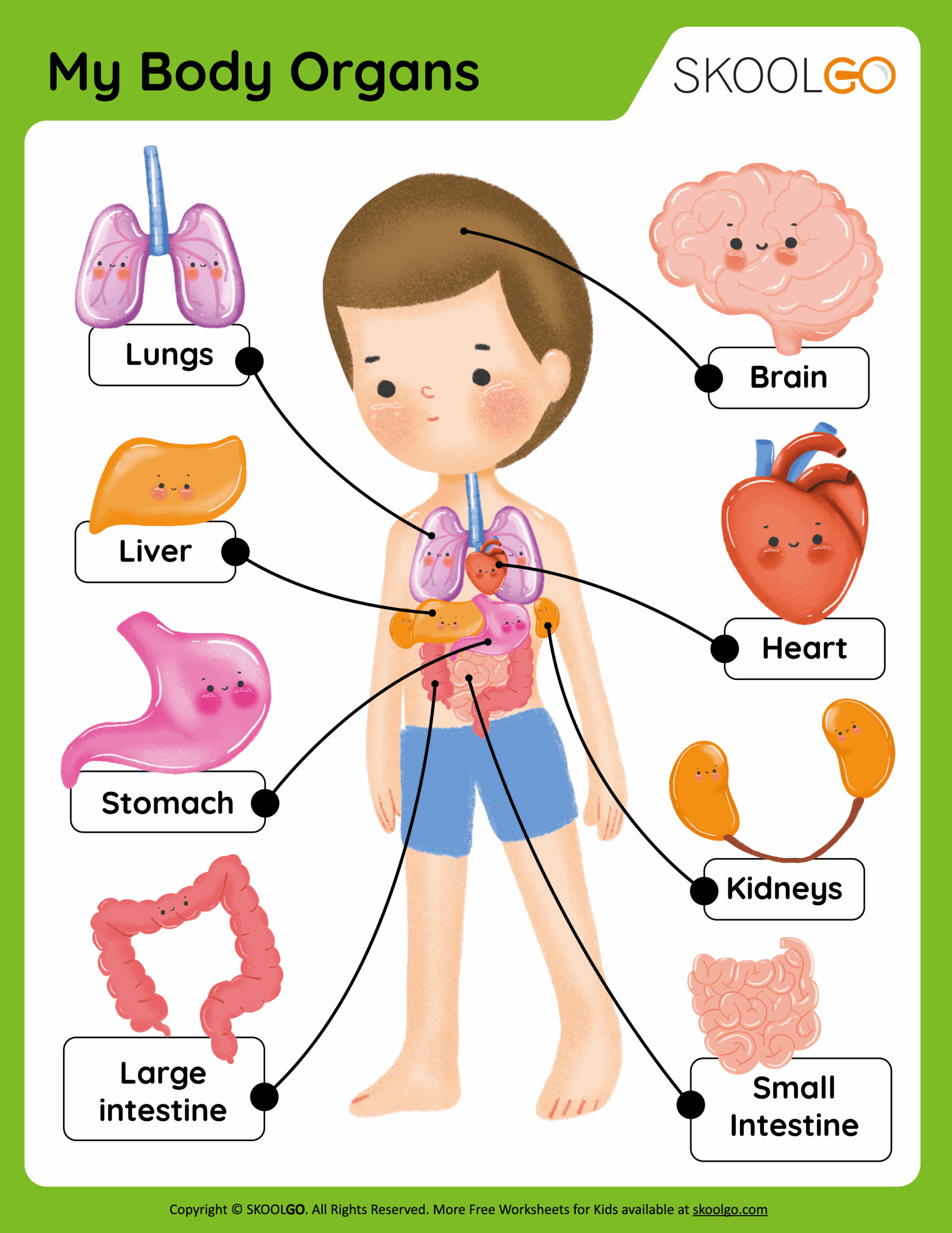 My Body Organs Free Worksheets SKOOLGO My Body Organs Free Worksheets SKOOLGO