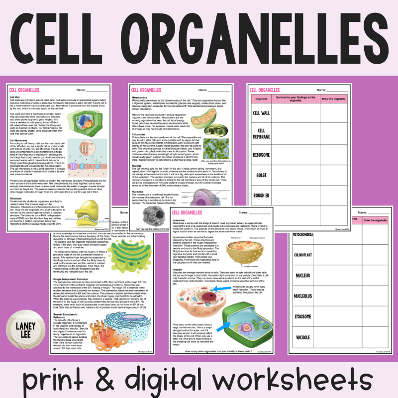 Organelles Reading Comprehension Worksheets Laney Lee Organelles Reading Comprehension Worksheets Laney Lee