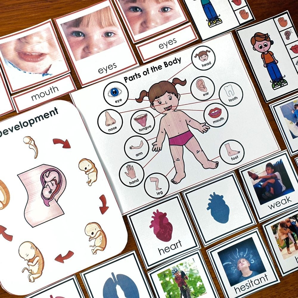 Body Parts For Preschoolers Printables