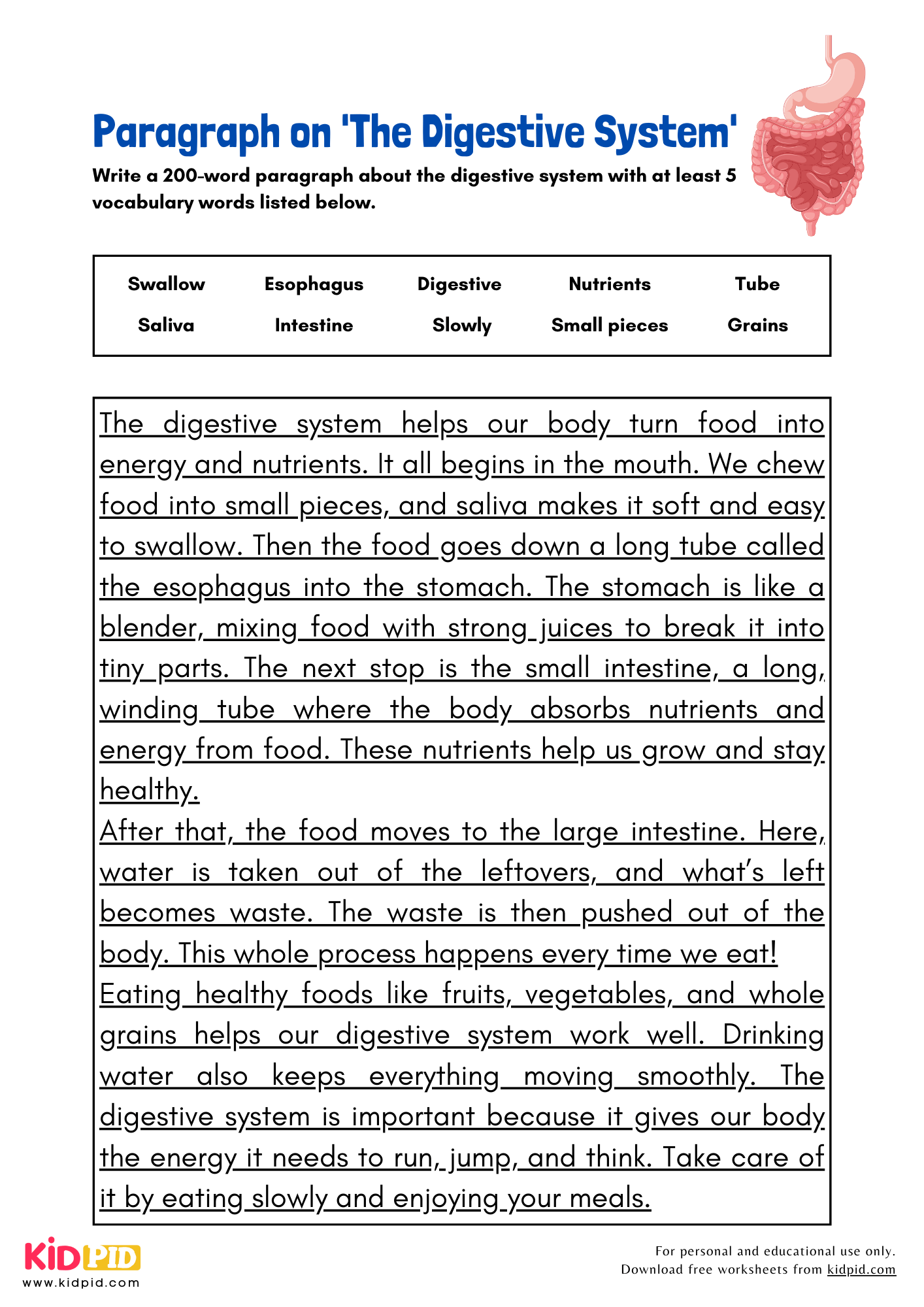 Digestive System Reading Comprehension Worksheet Pdf Digestive System Reading Comprehension Worksheet Pdf
