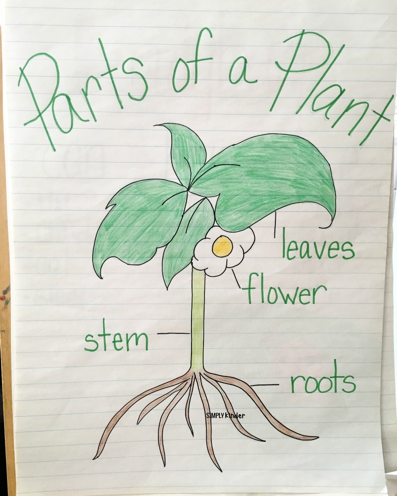 Free Plant Preschool Printables