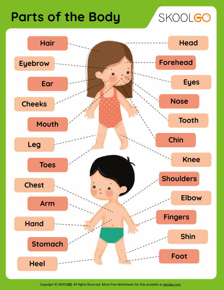 Parts Of The Body Free Worksheet SKOOLGO