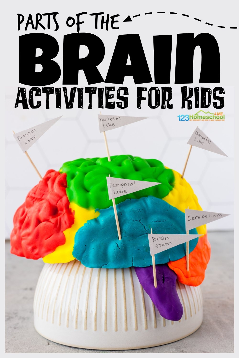 Parts Of The Brain Activity For Kids Brain Diagram And 