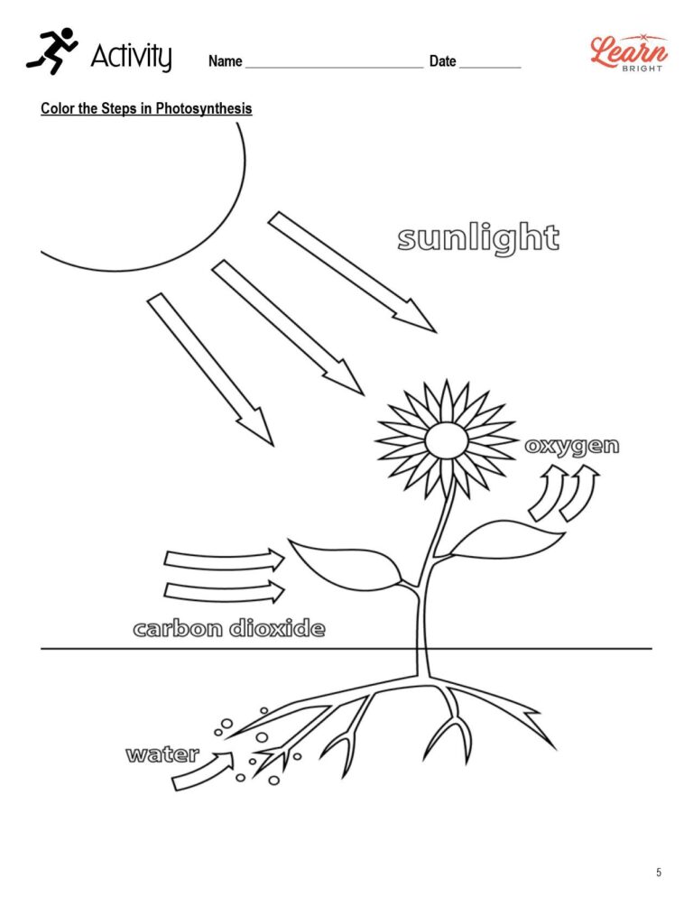 Photosynthesis Free PDF Download Learn Bright