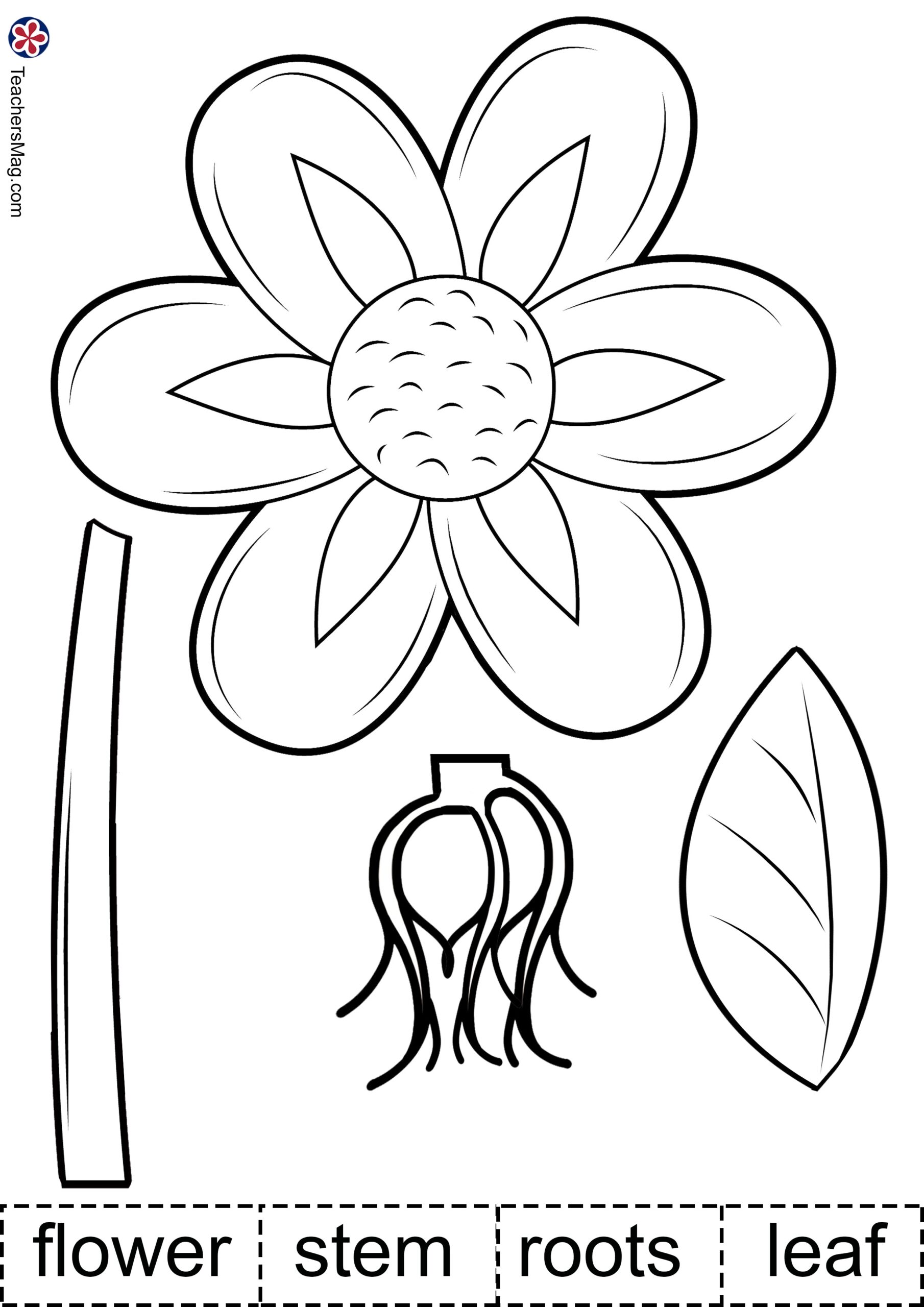 Plant Activities For Preschoolers Parts Of A Plant Worksheet 