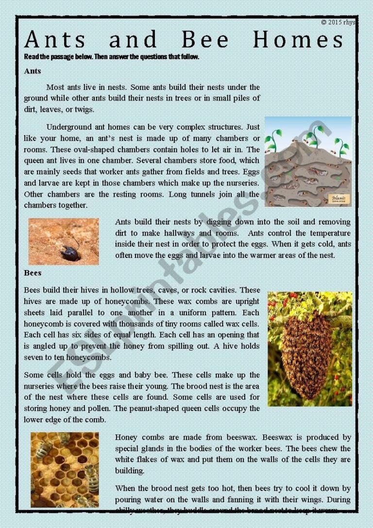 Reading Comprehension Compare And Contrast ESL Worksheet By Rhys00