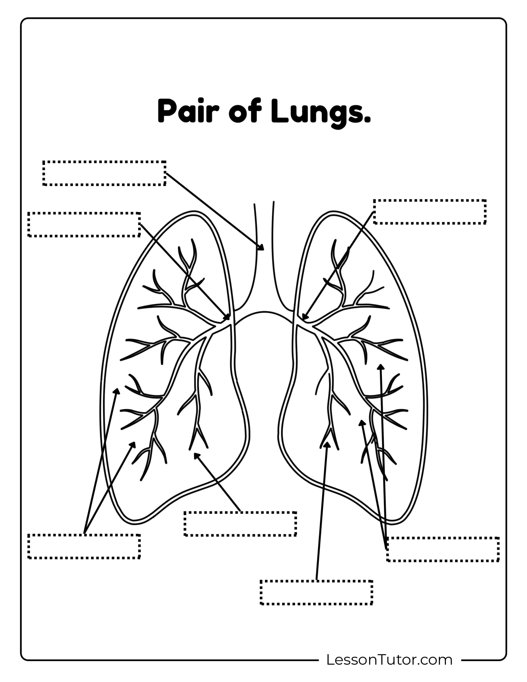 Respiratory System Printable Free Coloring Pages PDF Printables And Worksheets Lesson Tutor