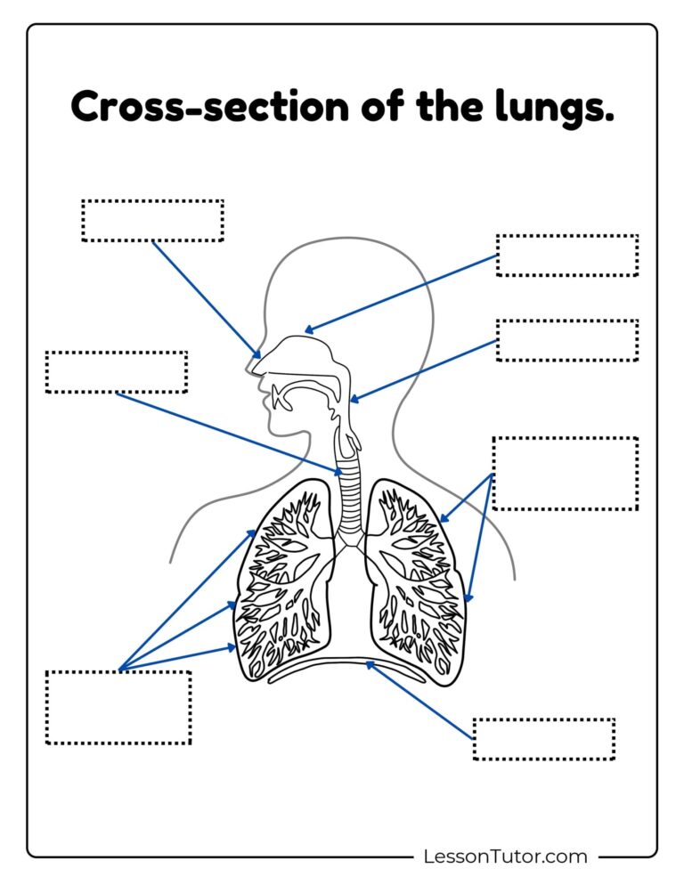 Respiratory System Printable Free Coloring Pages PDF Printables And Worksheets Lesson Tutor