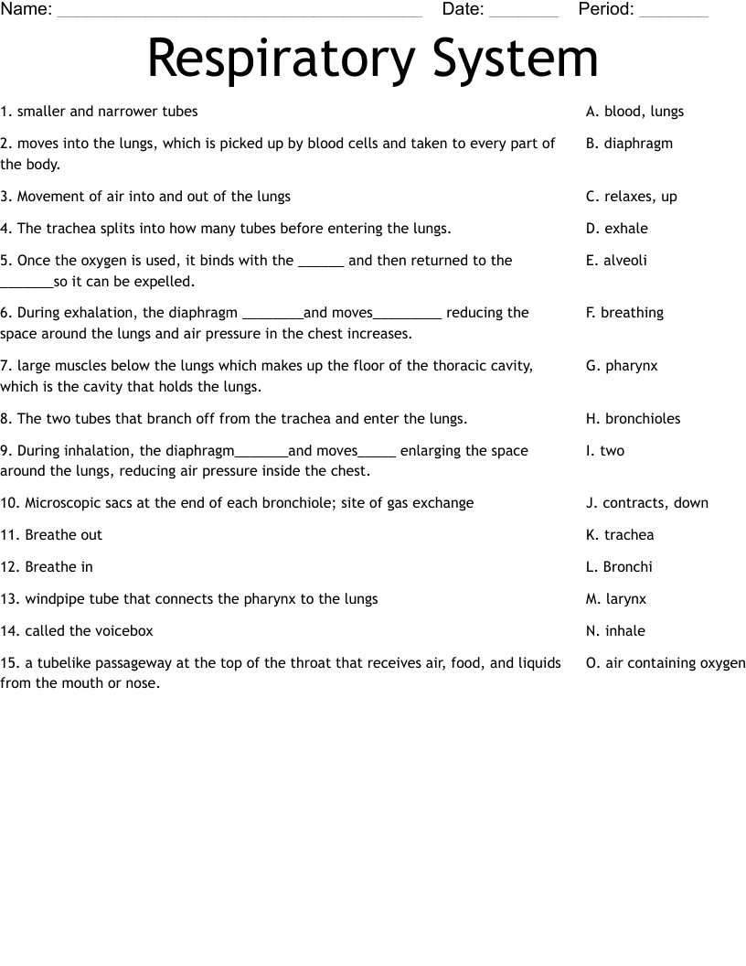 Respiratory System Worksheet WordMint