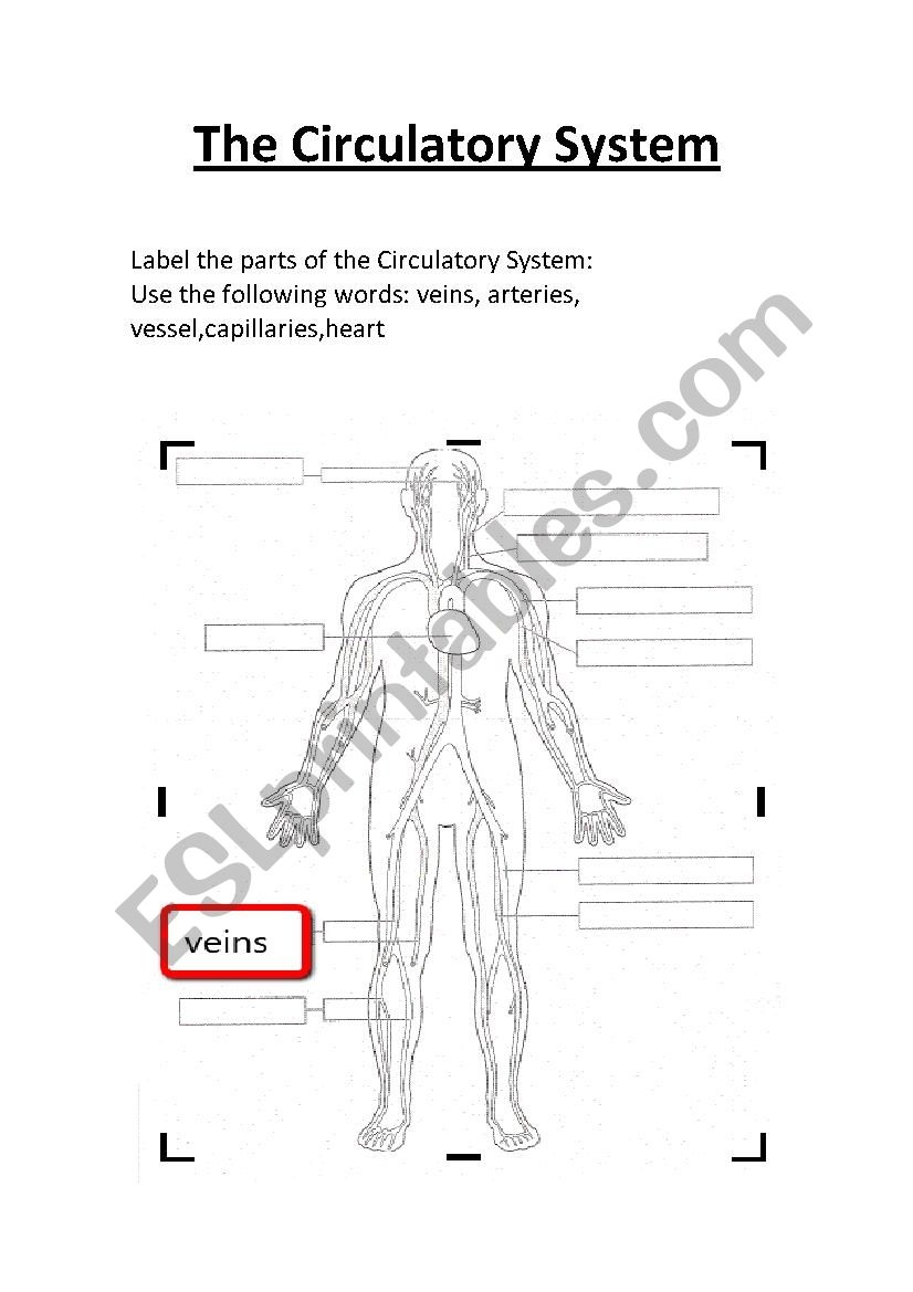 Circulatory System Worksheet Free Printable Circulatory System Worksheet Free Printable