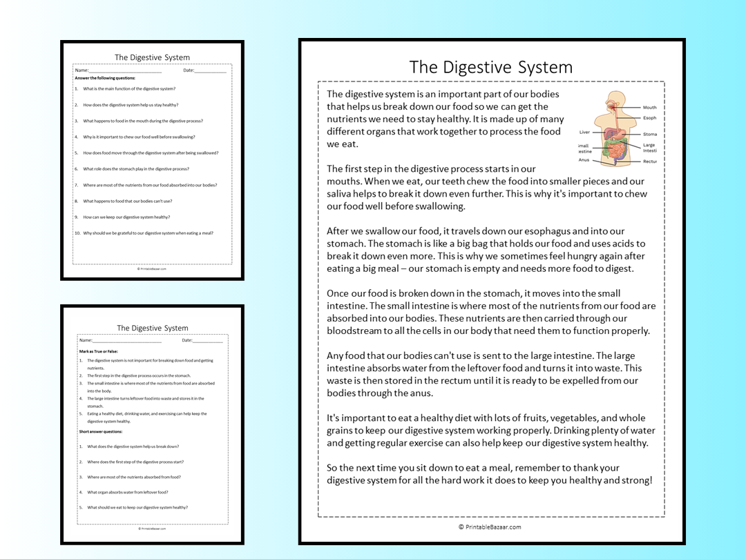 The Digestive System Reading Comprehension Passage Printable Worksheet Teaching Resources The Digestive System Reading Comprehension Passage Printable Worksheet Teaching Resources