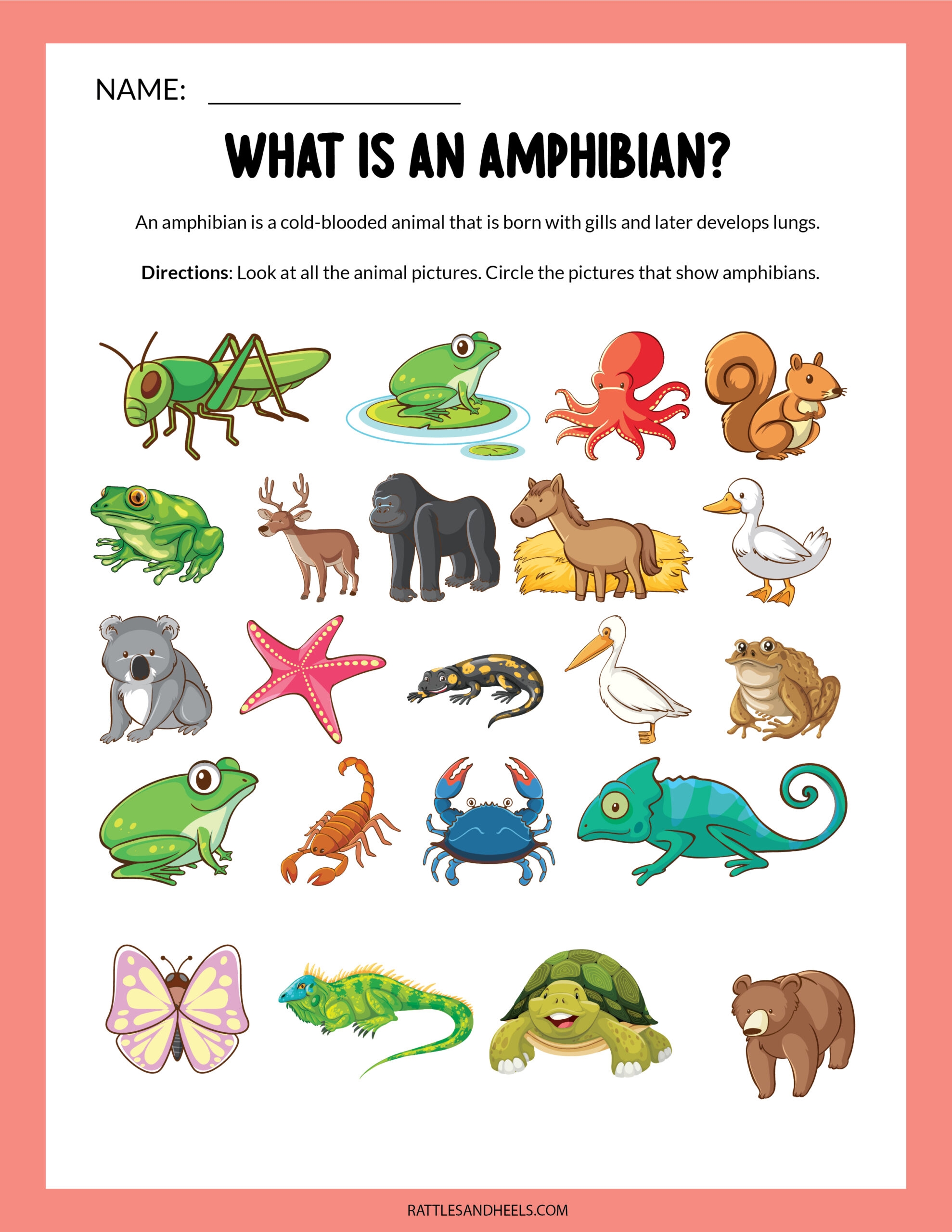 Amphibians Worksheets For Kids Free Printables Adanna Dill Amphibians Worksheets For Kids Free Printables Adanna Dill