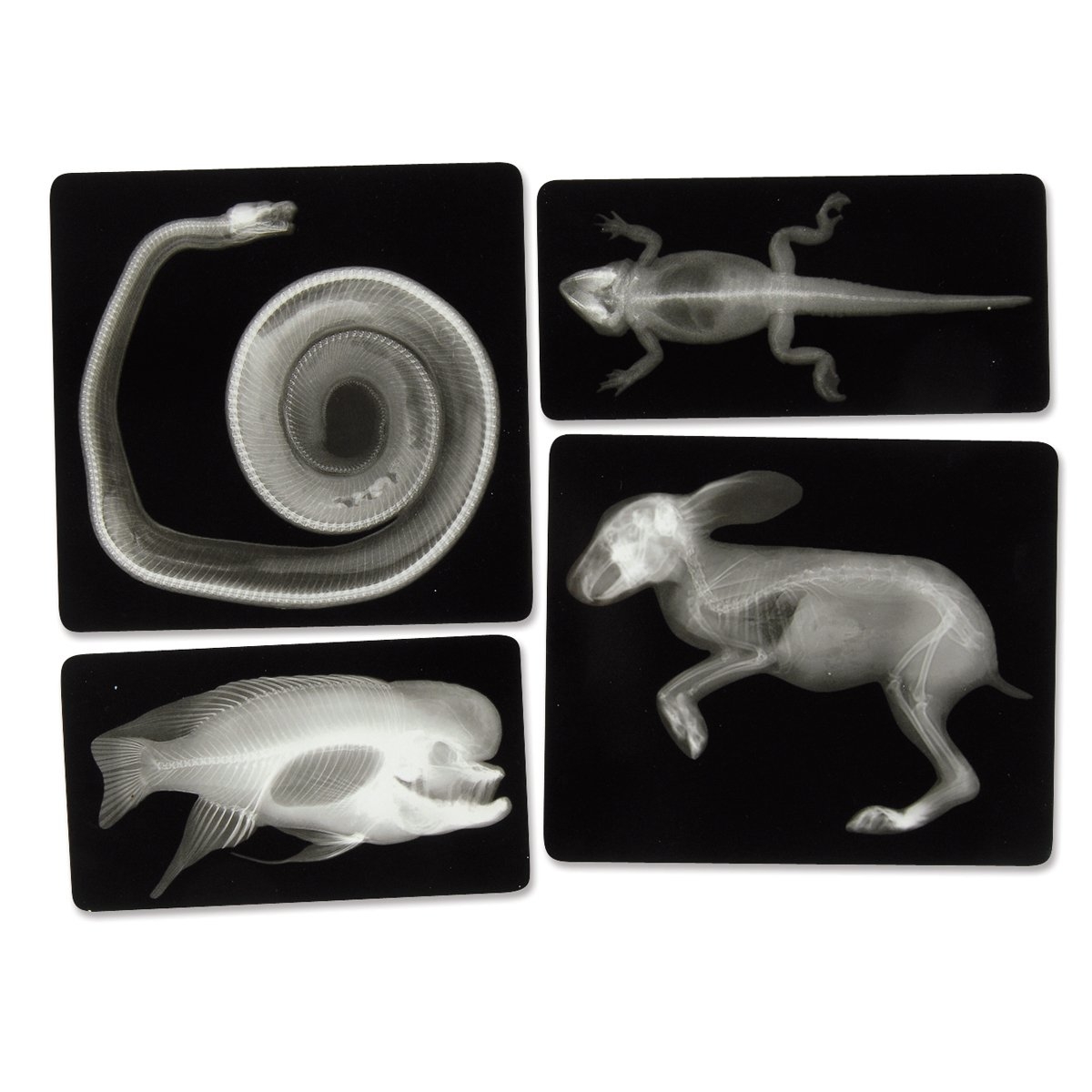 Preschool Animal X Rays Printables Preschool Animal X Rays Printables