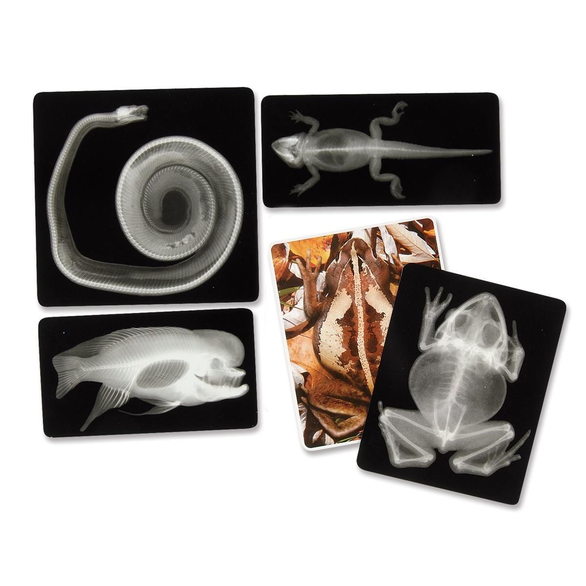 Animal X Rays Montessori Services Animal X Rays Montessori Services